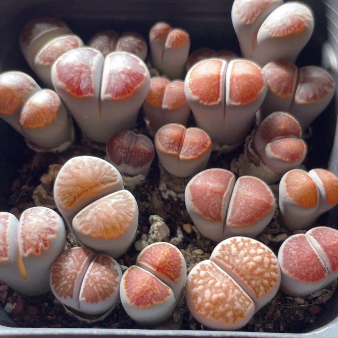 大盆特价一物一拍～11