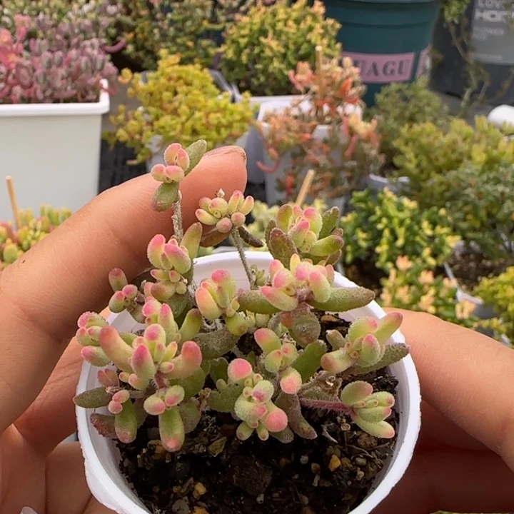 783-红宝石锦植物枝干