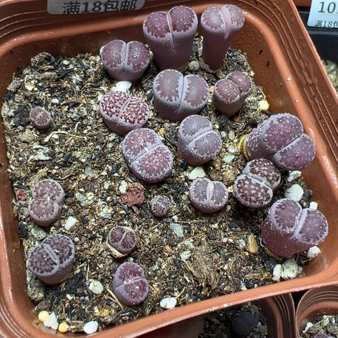 【闪购商品】 1076。