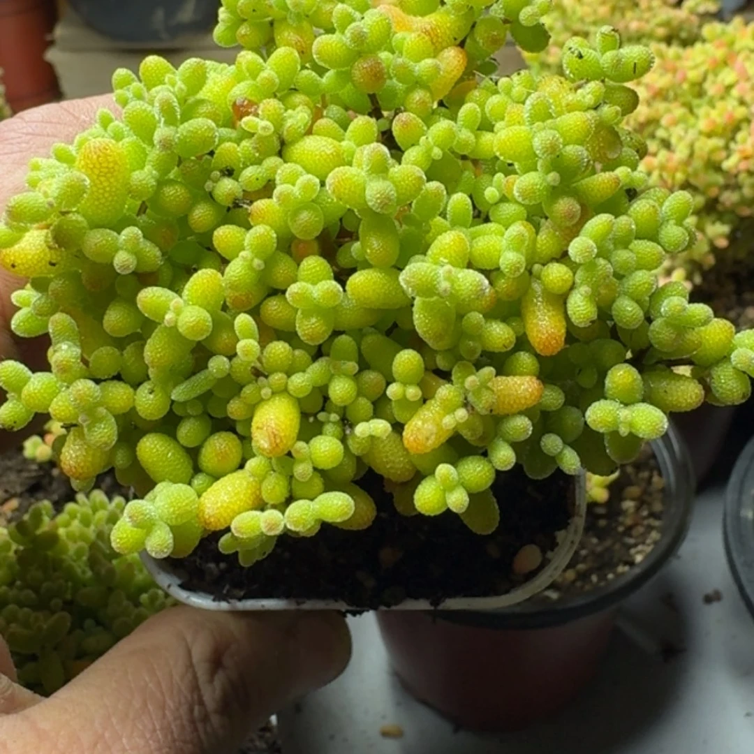 阿***芊多肉植物枝干番杏