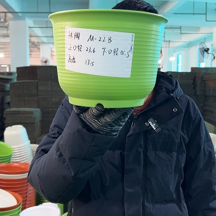 正品矮陶口23.6高17果绿无托6只