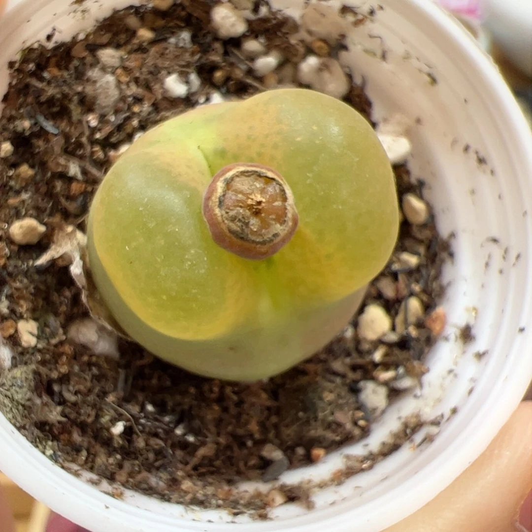 【闪购商品】64 带盆