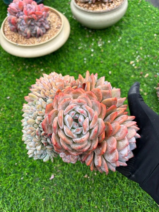 多肉植物一物一拍，胸花星影缀，18cm