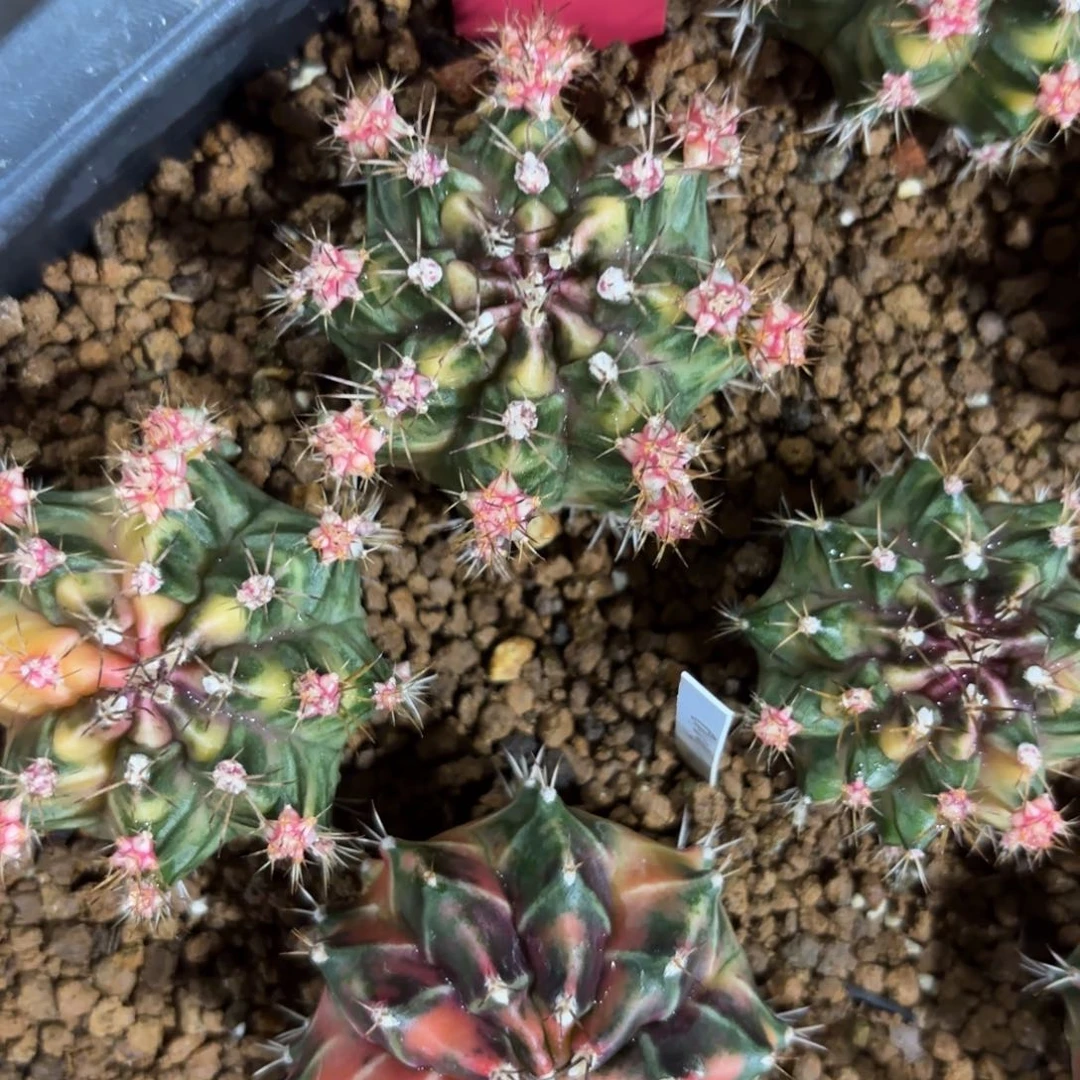 231-1214泰国发货多肉