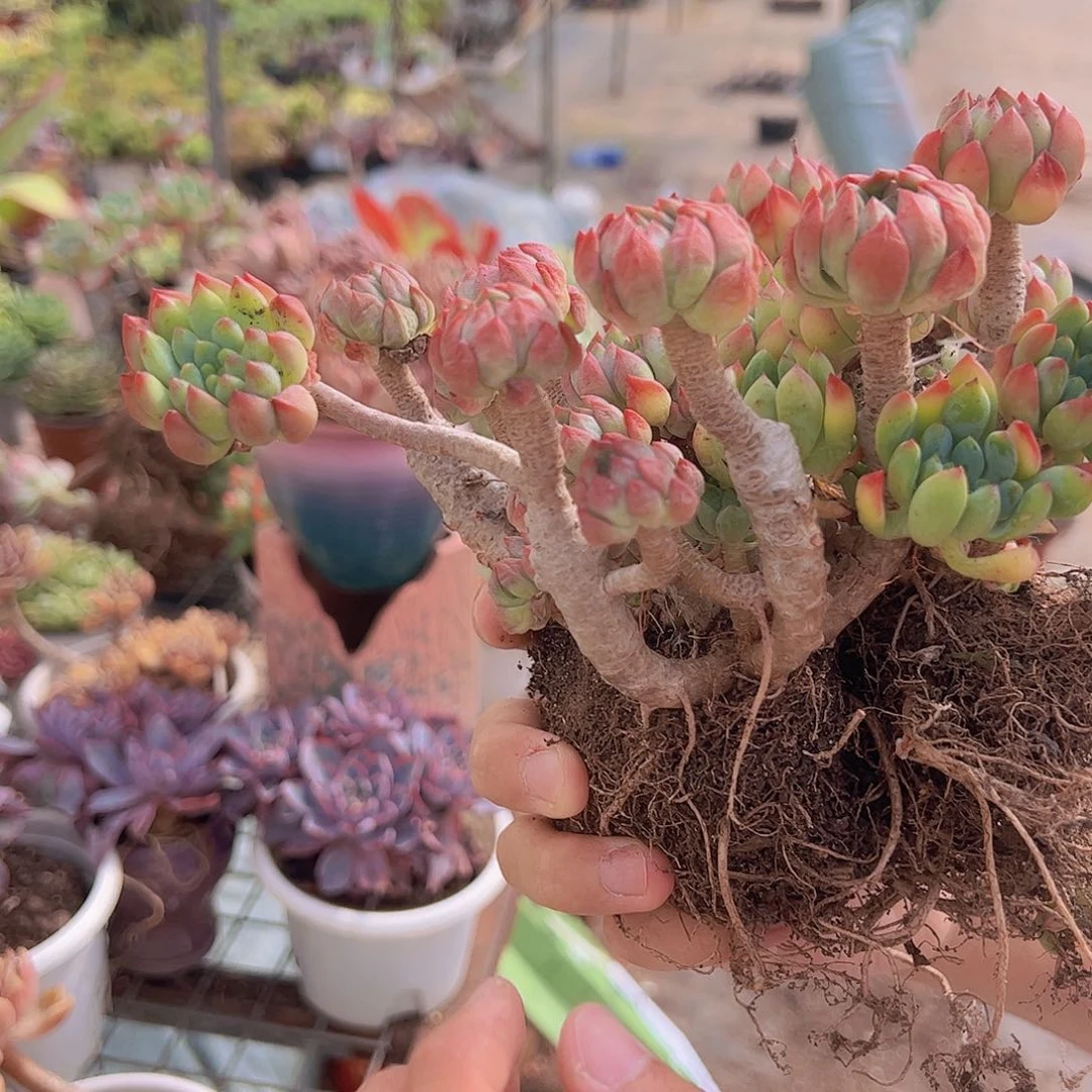 蓝苹果 多头多群生