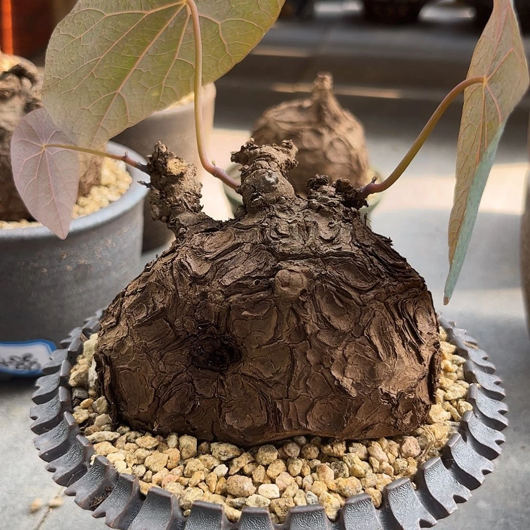 汤圆植物一叶龟好看