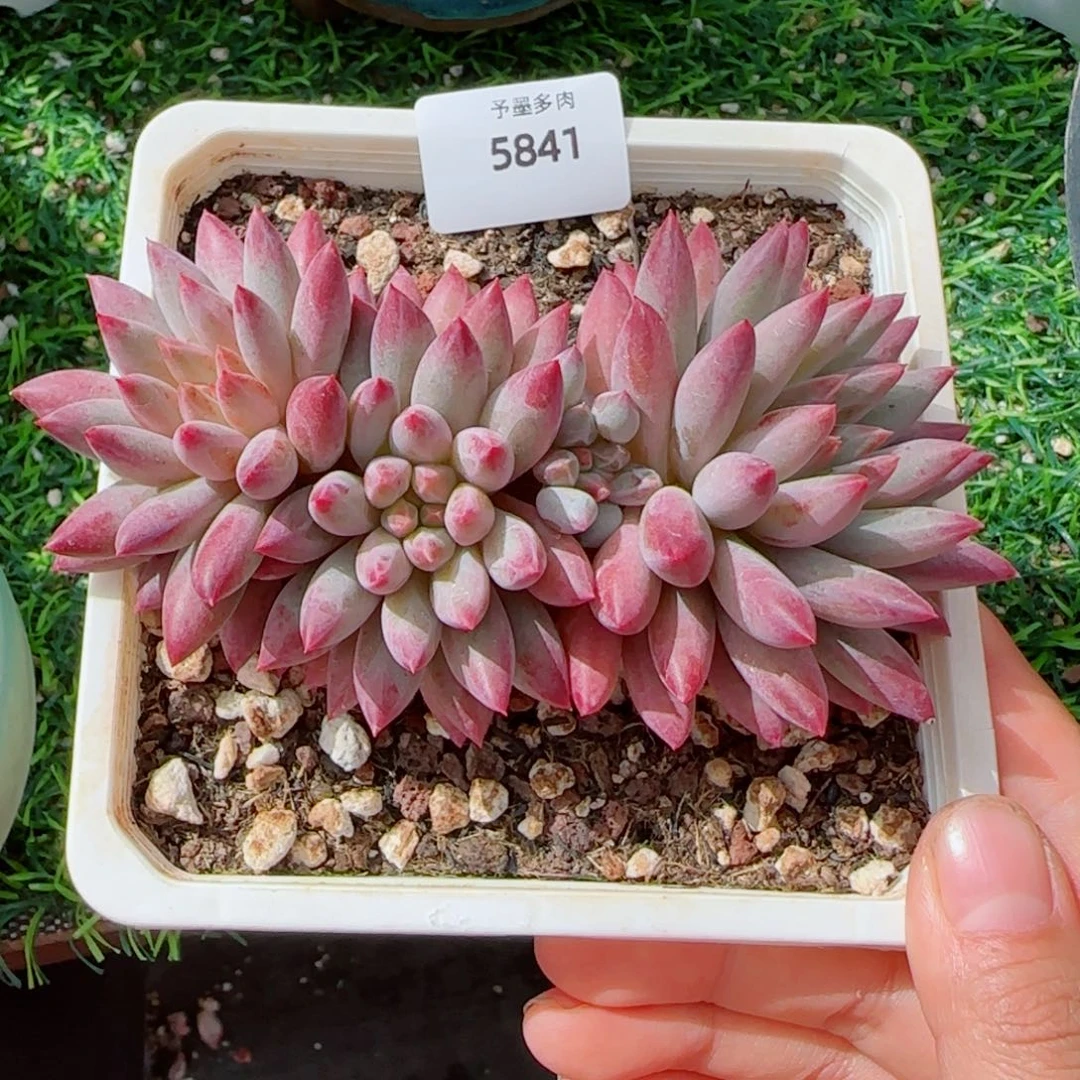 虞美人，5841多肉植物