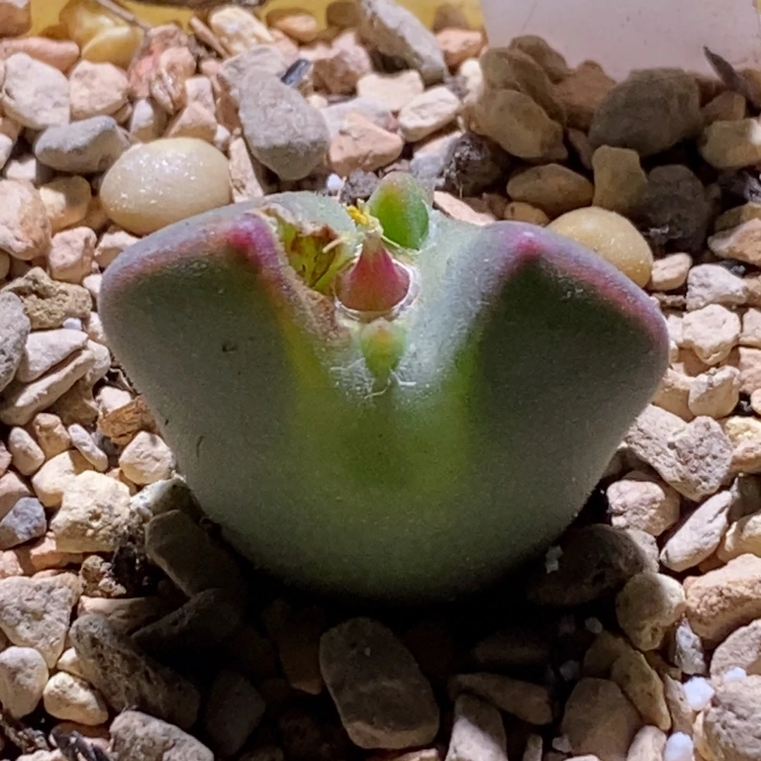 好看好看一颗猫儿空蝉青蛙