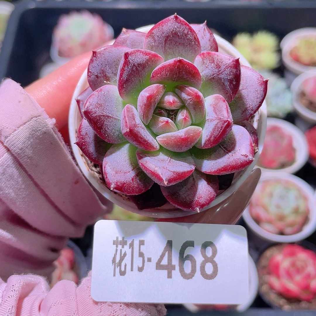 花利美15-468新品