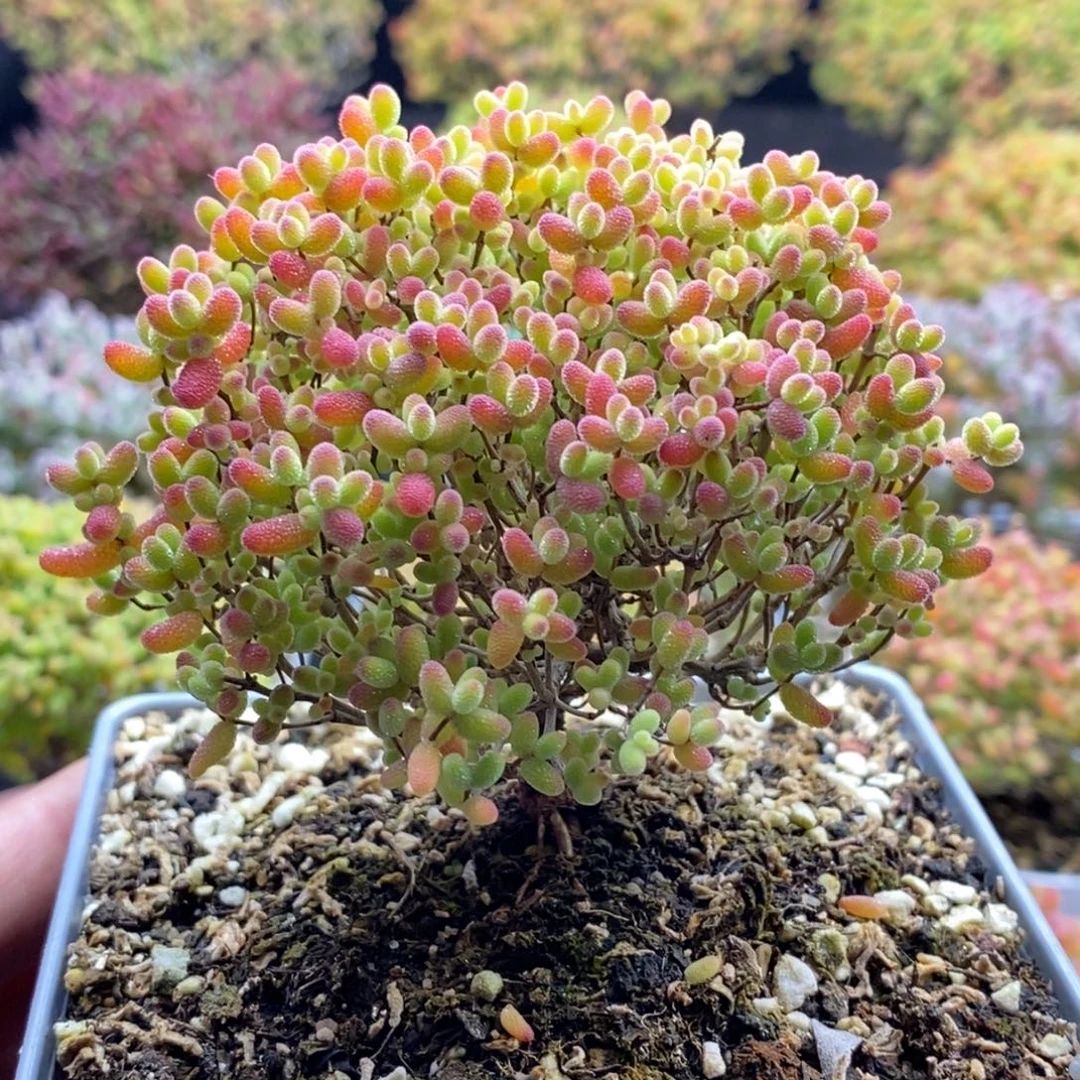 蜜橘糖球320。