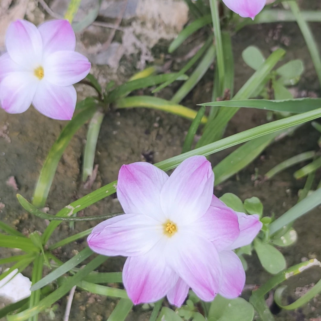 胖丽丽白丽丽国金普粉珍宝风雨兰种球好养易活耐热耐旱室内外花卉