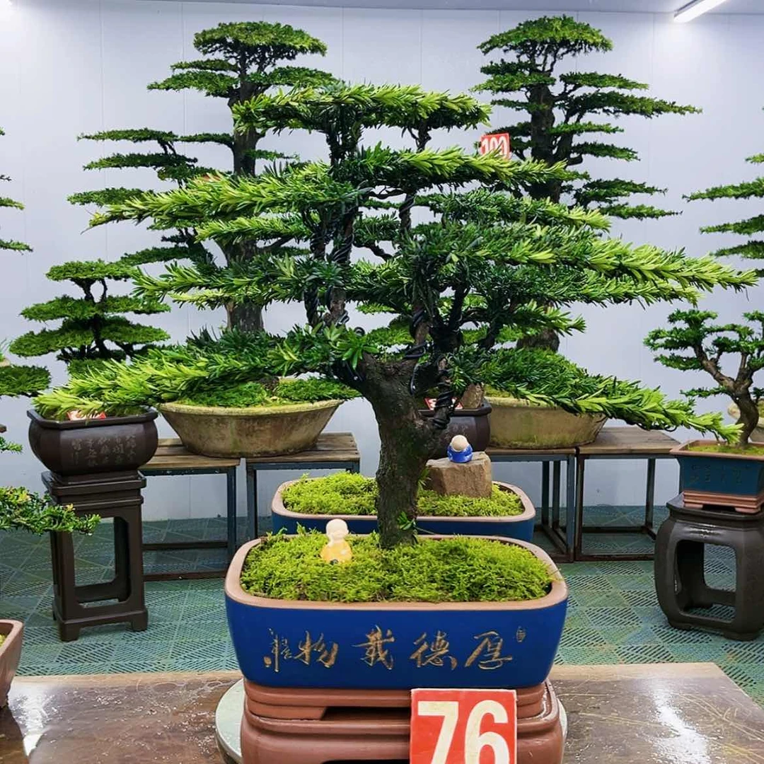 【闪购商品】罗汉松盆景艺术展等