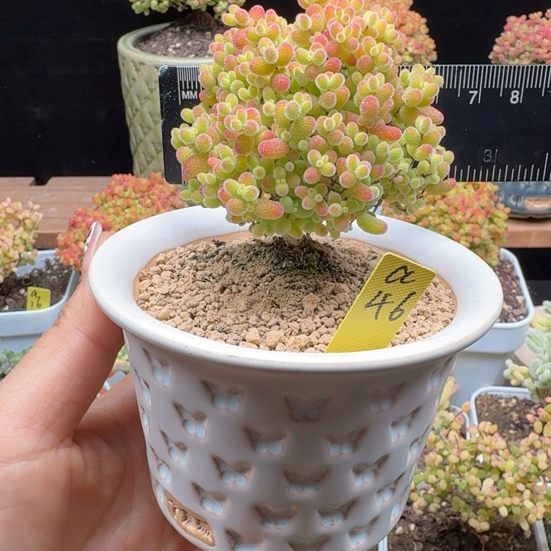 a46号蜜橘冠服6带盆发