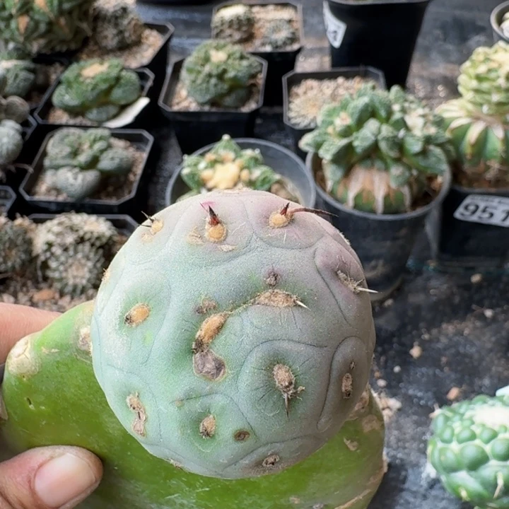 130白皮洞洞习带刺缀