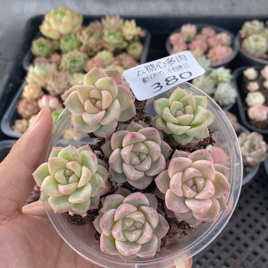 云糖心多肉植物380