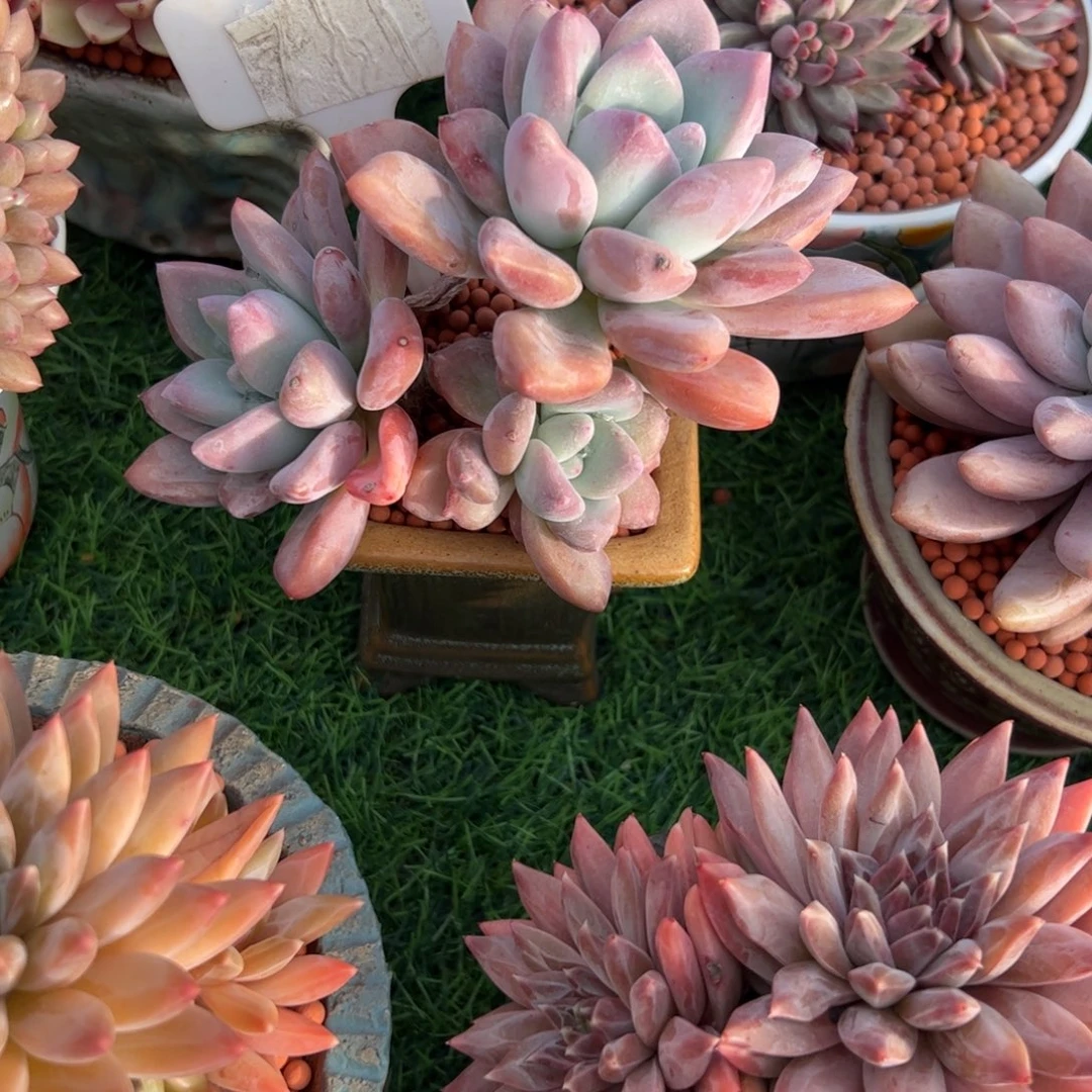 夜***蓝奥普小树多肉植物保护研究所