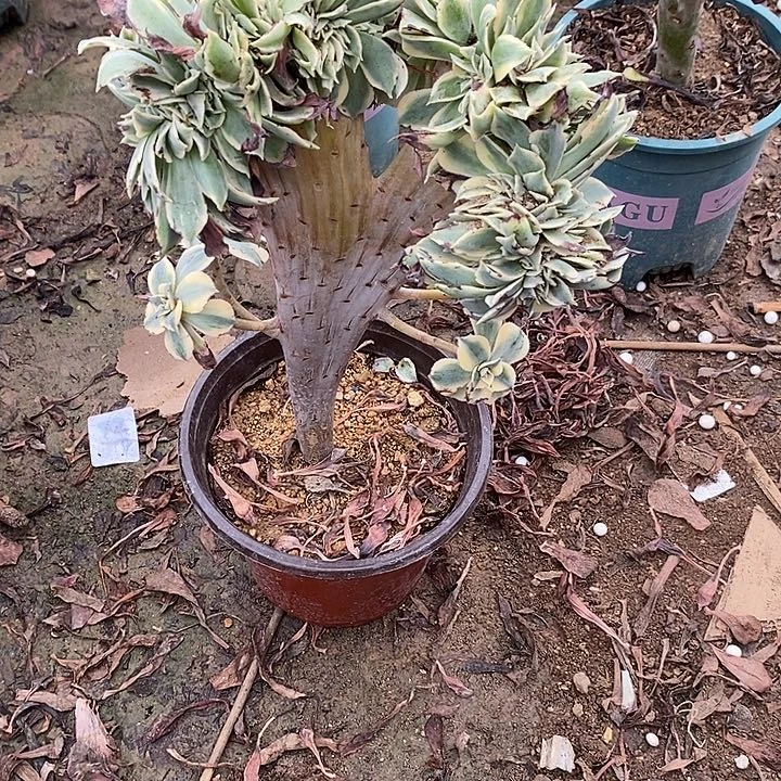 灿烂缀62多肉植物法师法师法师