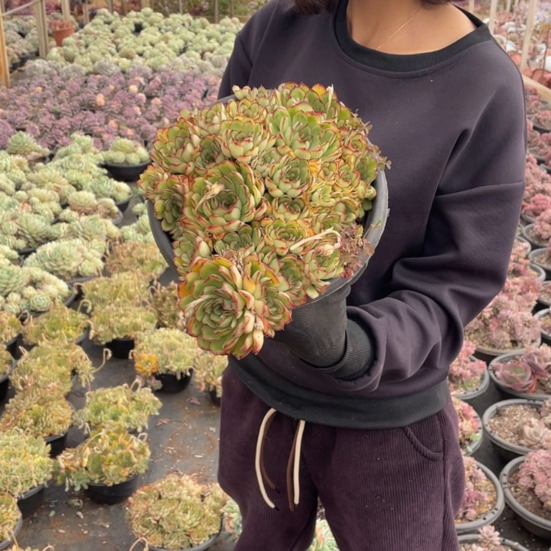 红遍灵隐9.9米 量拍多肉