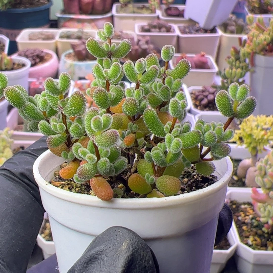多肉植物枝干翡翠