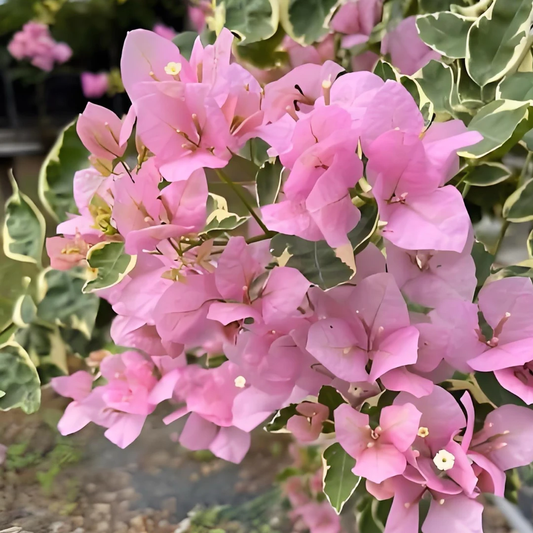 三角梅高飘一物一拍