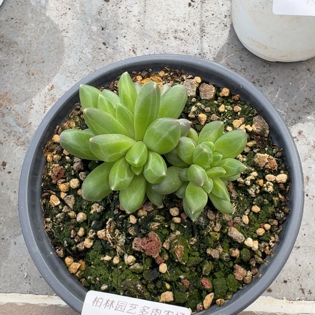 154 领航员 冰晶翡翠 一物一拍