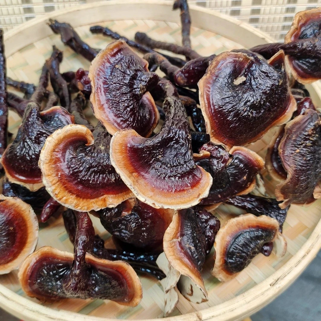 【西藏产地】正宗西藏金边芝芝菌菇250g菌味浓郁煮水煲汤