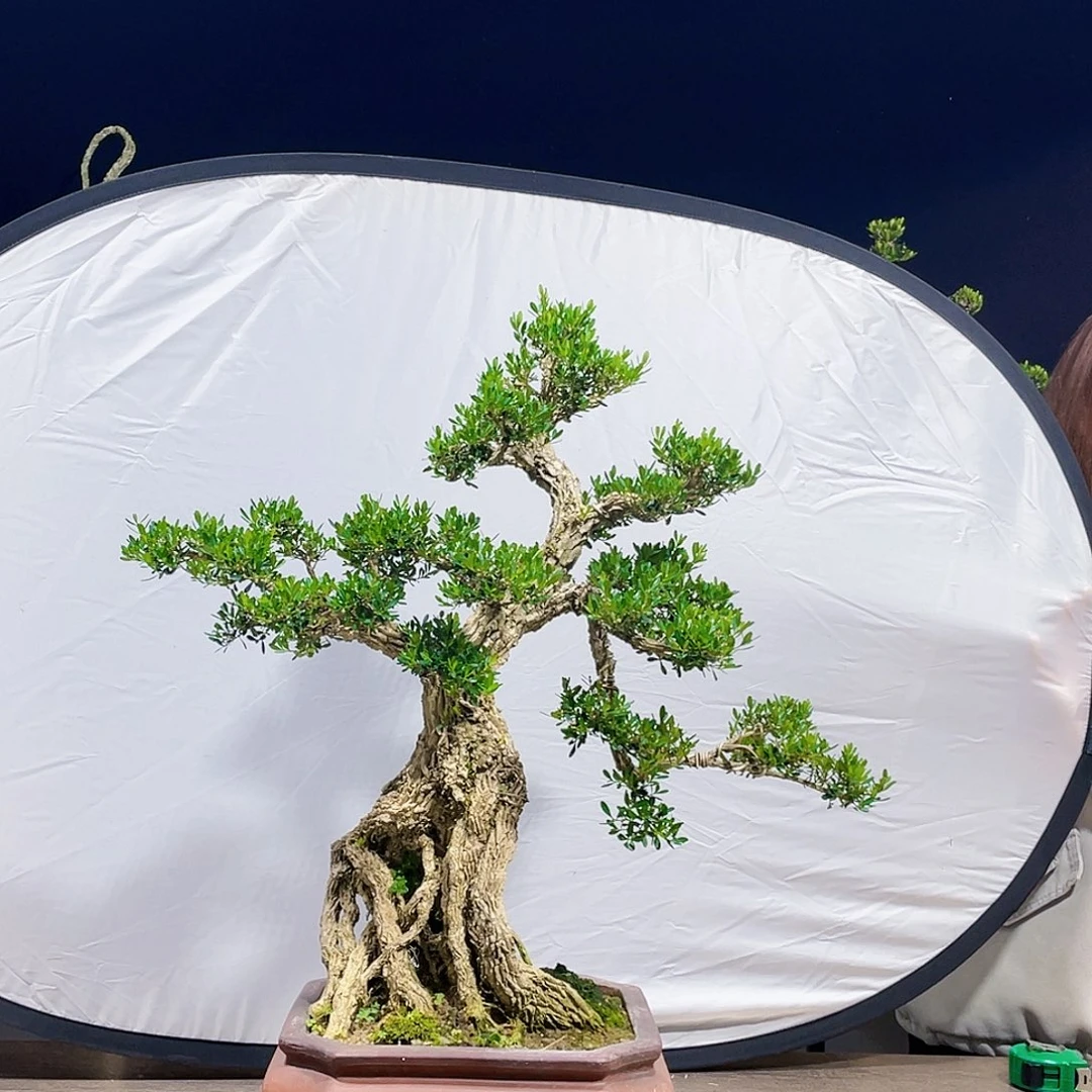 完全开放黄杨盆景四季常青