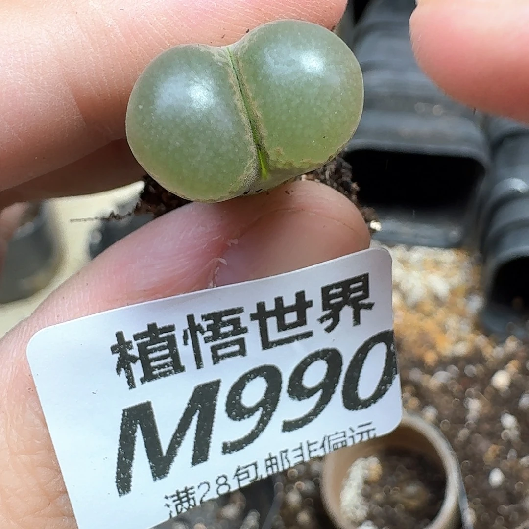 多肉植物的润泽和法