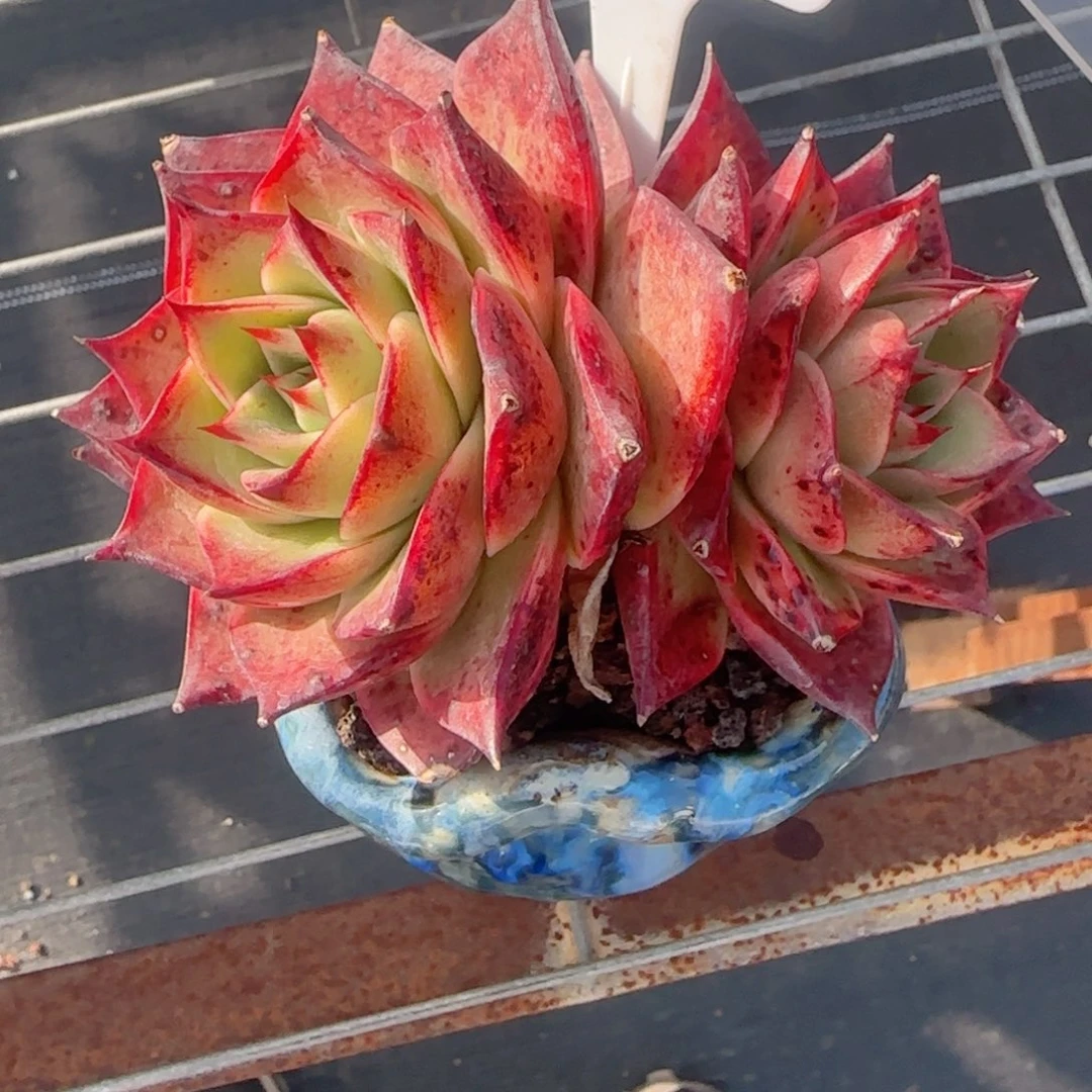 喜****人多肉植物4931带盆