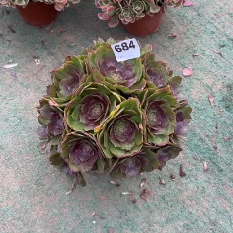 小***星684万圣节朵朵多肉，