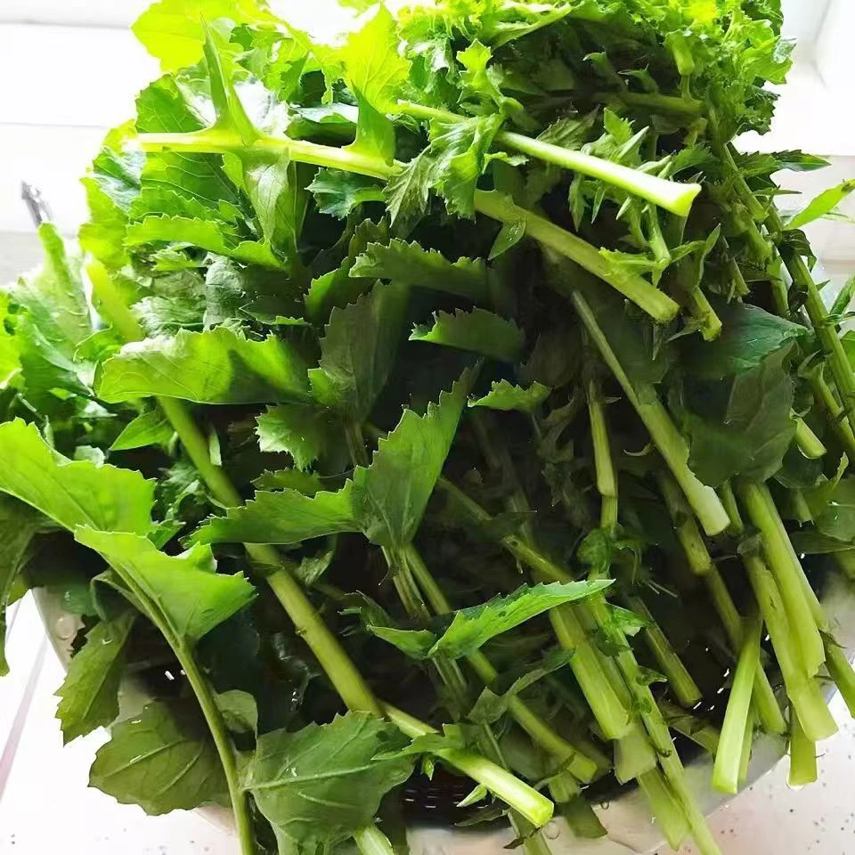 新鲜露天青萝卜菜叶子都是现掰现发