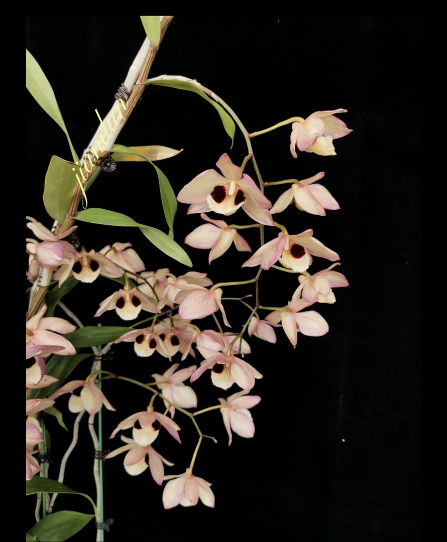 蜻蜓石斛，爆花量大，可塑性强，能养2米以上，唇瓣两个大眼睛，花苞多