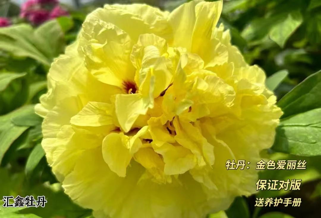 【金色爱丽丝】黄色山东菏泽基地直发适宜地栽盆栽庭院种植观赏植物