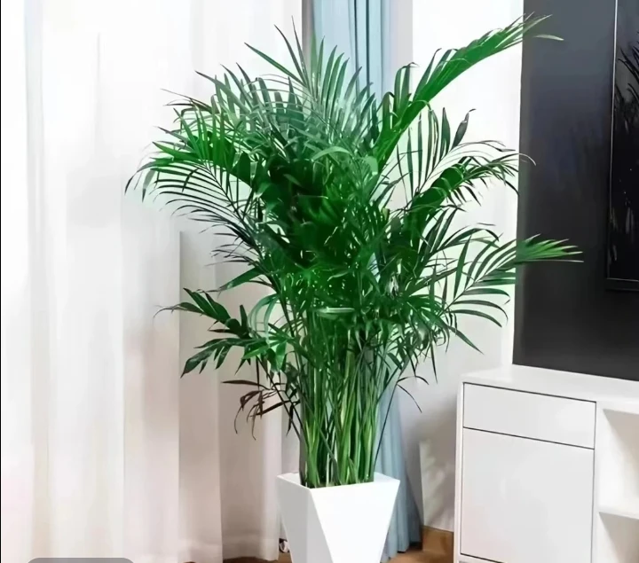 滇缅滋补荟【临时链接2】