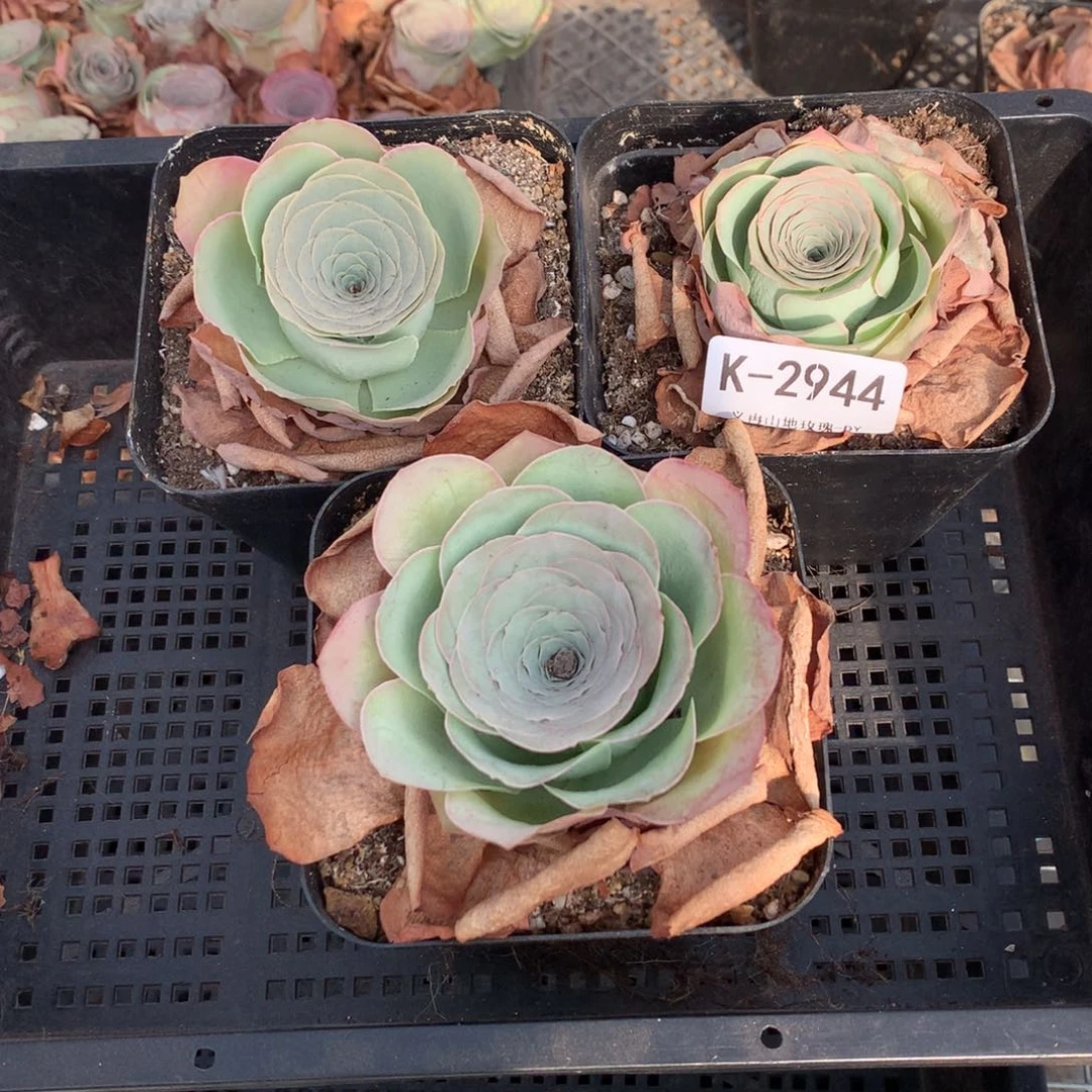 2944 会掉侧芽叶片干瘪