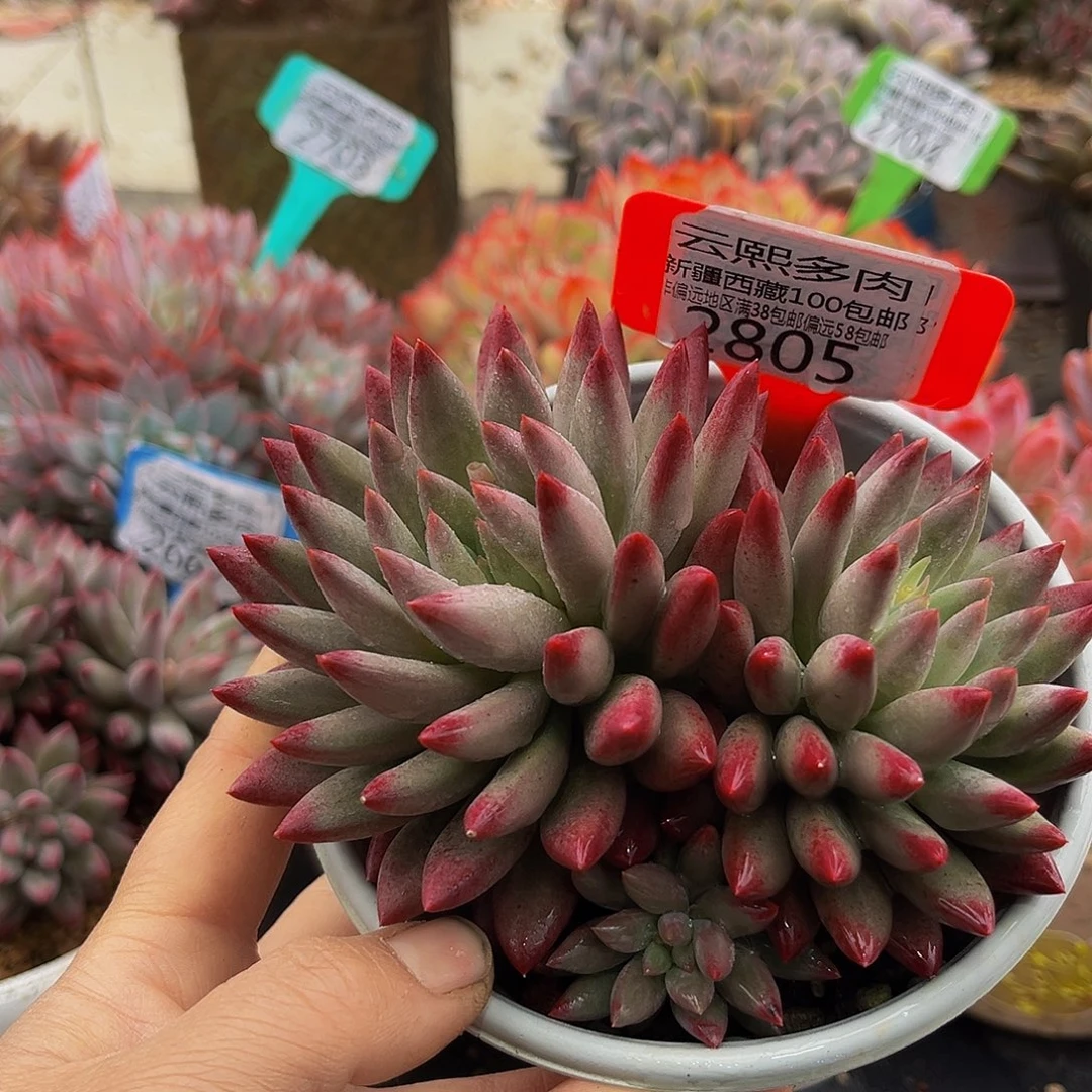 2805虞美人多肉植物