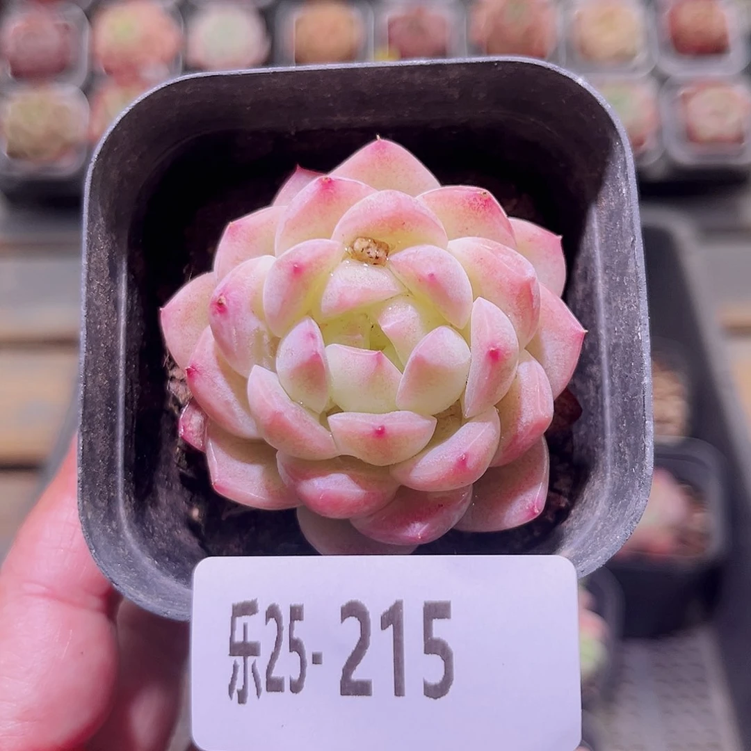 乐然25-215 明月心