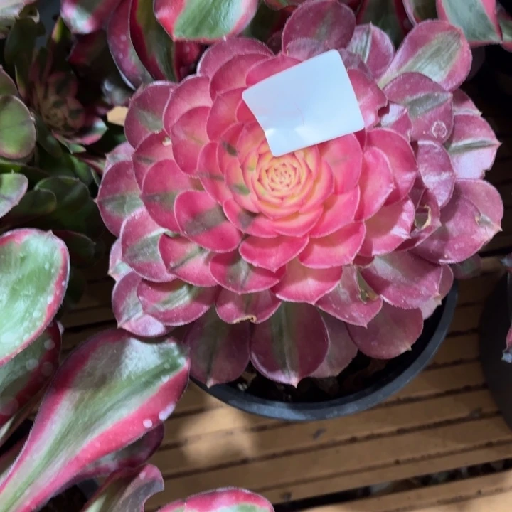 云南荔枝好看1号拍拍拍