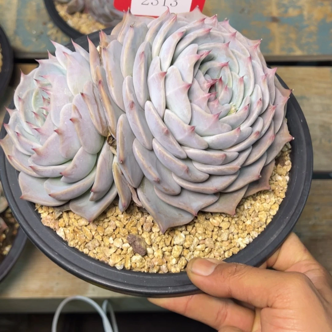 ?****?2313多肉多多多多