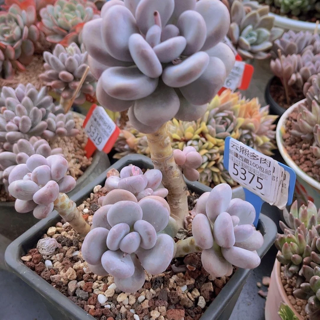 5375橙雪球。