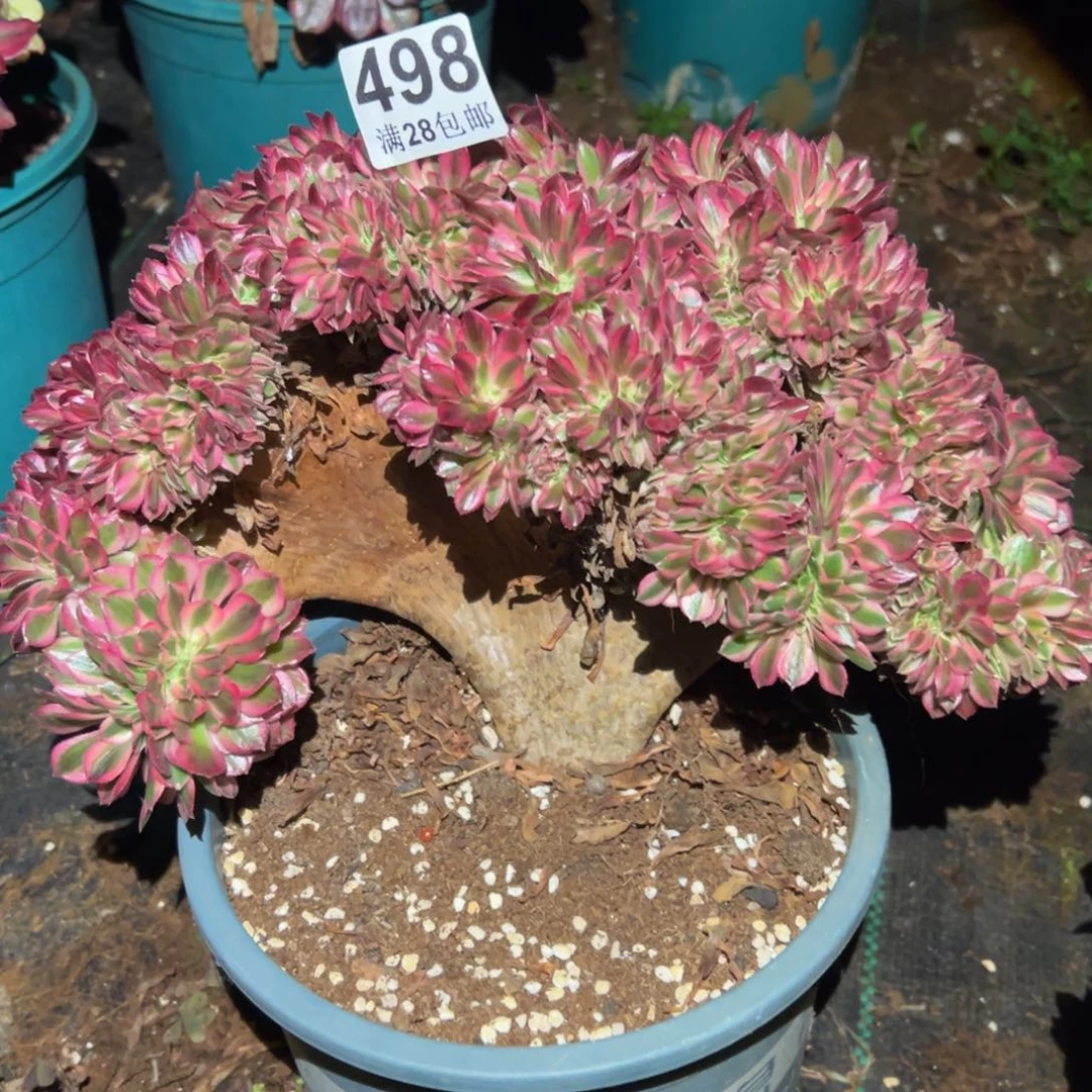 元***子多肉植物498荔枝缀花