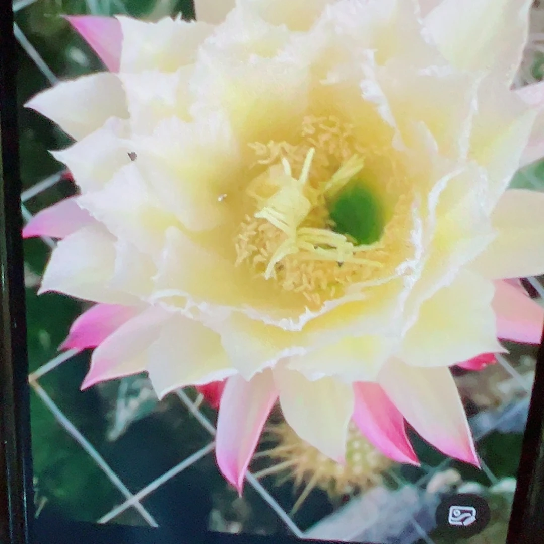 毛花柱 044侧芽 满20米包邮