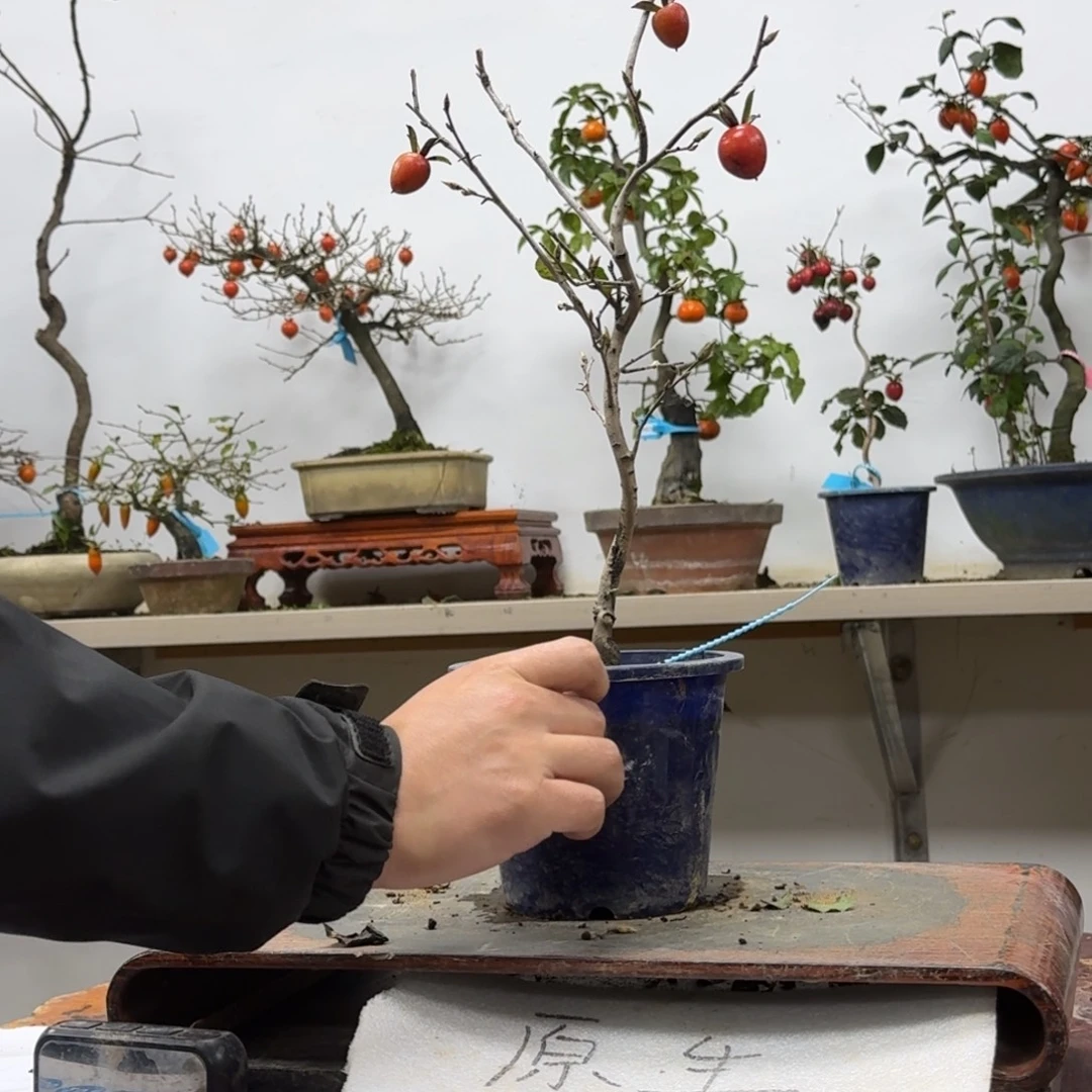 跳***界无花朵39顺丰到付不包邮