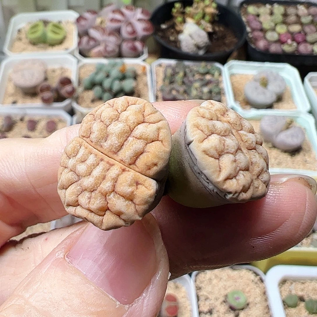 无花朵拿铁多肉植物馆………………