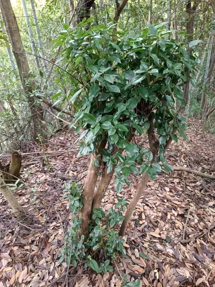 赤楠老桩盆景杜鹃映山红紫薇乌饭栀子花盆景绿植直播间一物一拍