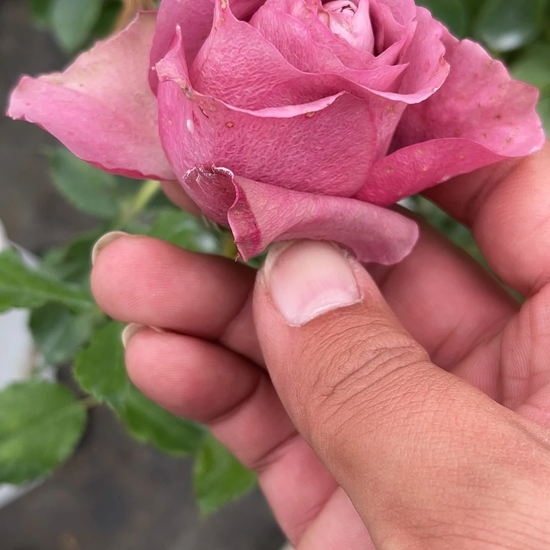 无花朵紫清 福利款 大苗