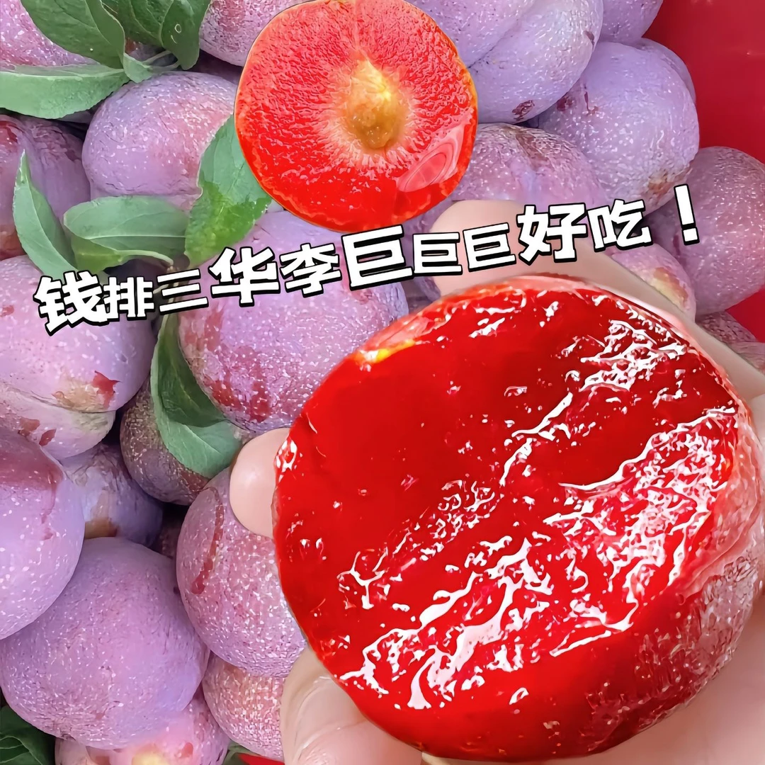 （红宝石）三华李嫁接苗，果大肉厚汁甜，被称为“李中之王”