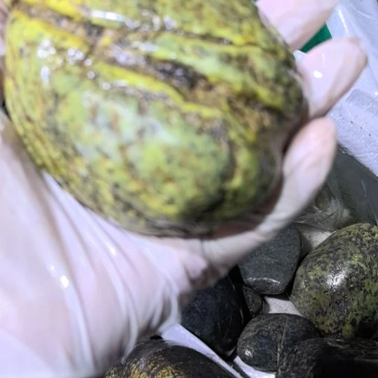 用***3有机玻璃藏玉药王石原石