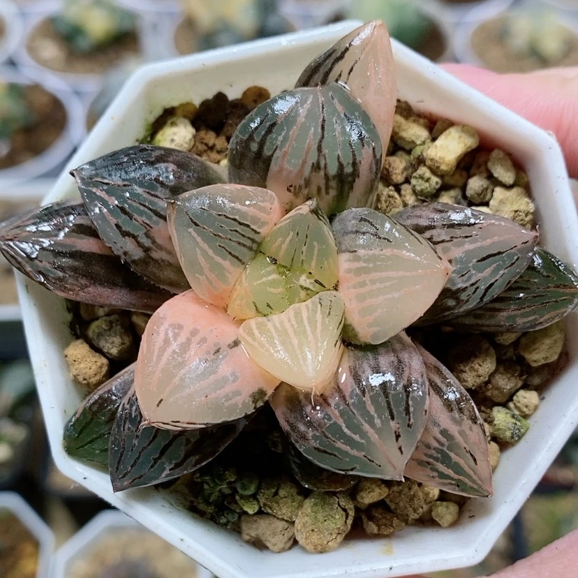 【闪购商品】30福利赤焰玉露锦