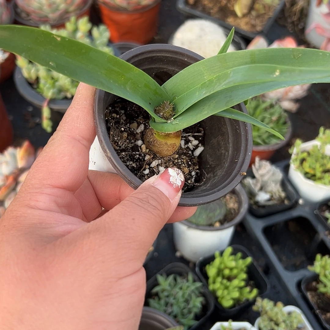 多肉植物立金花开花